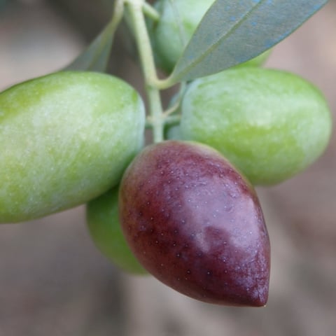 Olives