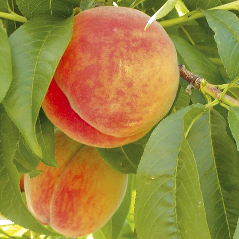 Peaches
