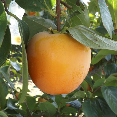 Persimmon