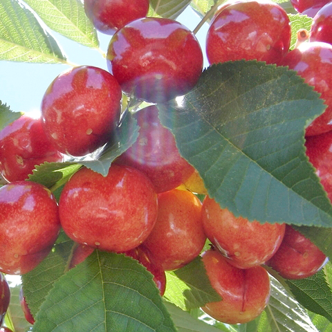 Plums