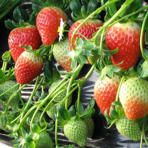 Berries