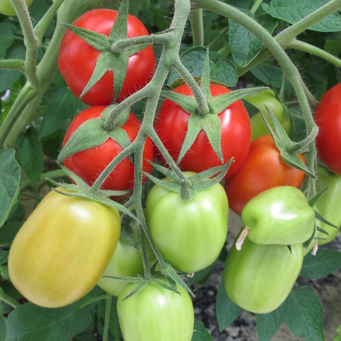 Tomato